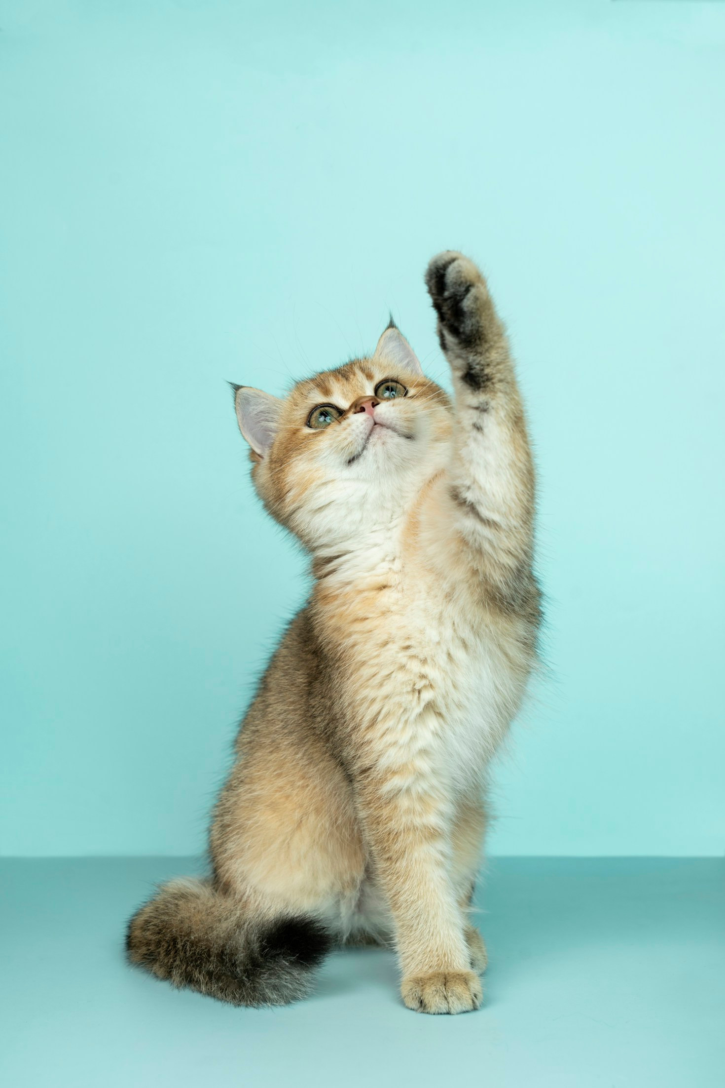 Cómo elegir el mejor servicio veterinario para tu mascota