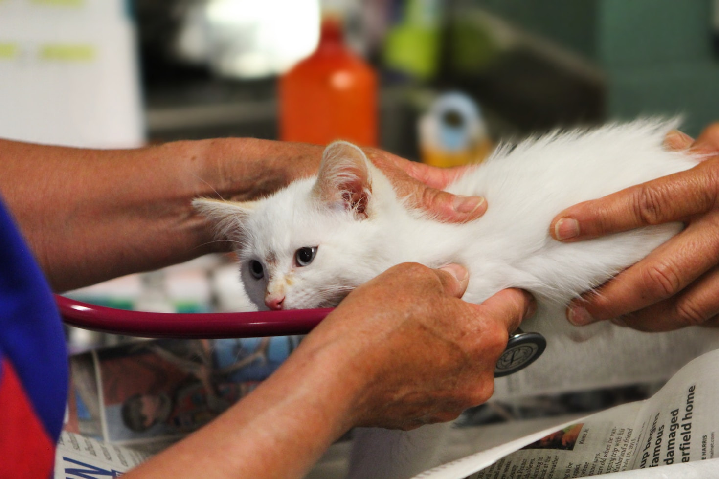 Los beneficios de una atención veterinaria personalizada