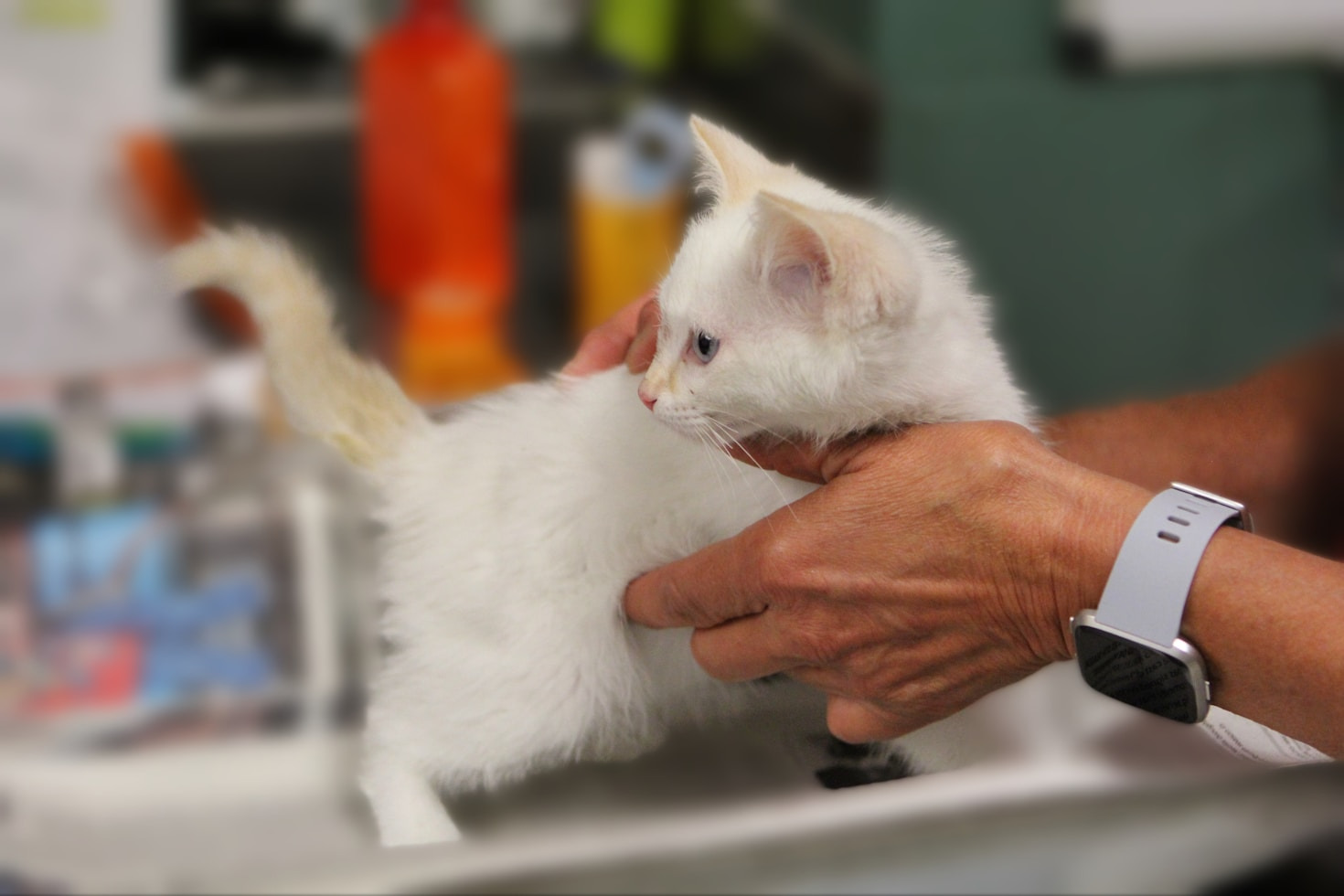 Señales de que tu mascota necesita atención médica