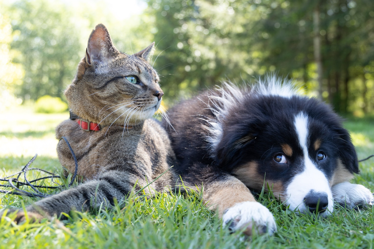 Cómo prevenir enfermedades comunes en perros y gatos
