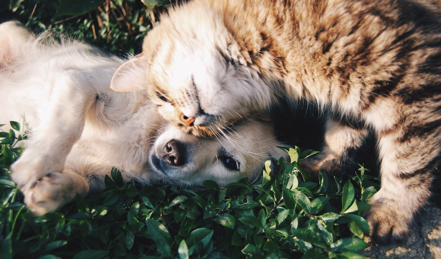¿Por qué confiar en Veterinaria Le Grand Ami?